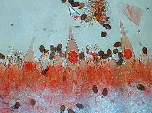 Psathyrella gossypina   (Bull.)   A. Pearson & Dennis